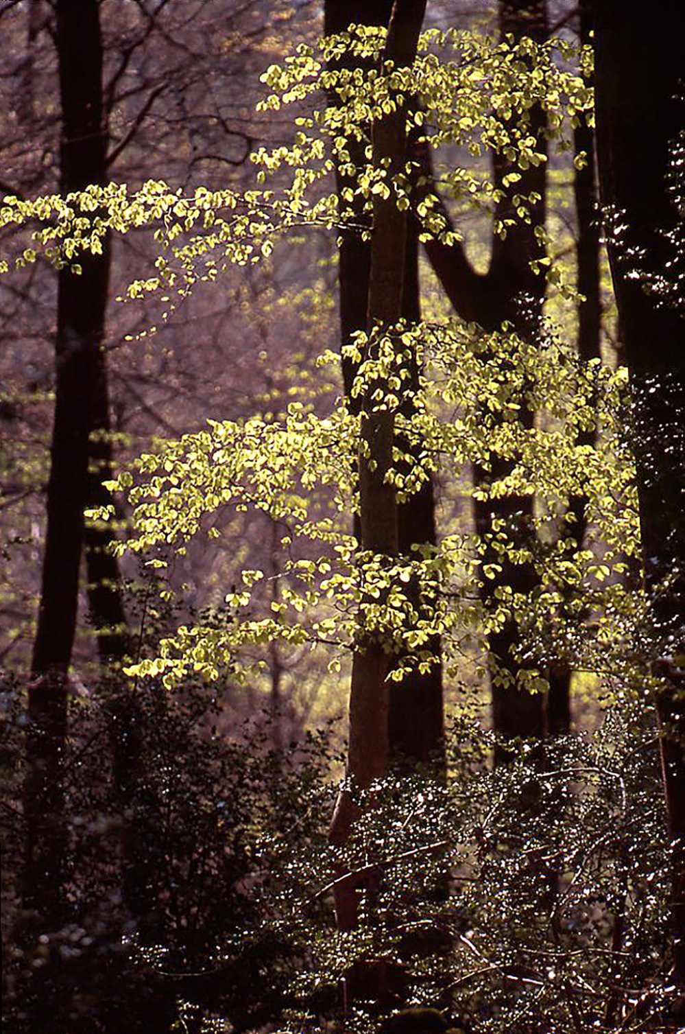 Spring Spring Green, Bramshaw Wood